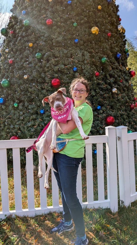 Enlarge Kennedy, a Adoptable mixed breed in Fort Mill, SC image 3/6