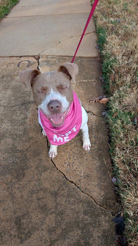 Enlarge Kennedy, a Adoptable mixed breed in Fort Mill, SC image 4/6