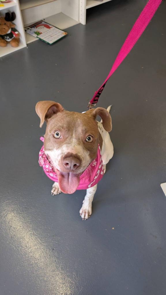 Enlarge Kennedy, a Adoptable mixed breed in Fort Mill, SC image 5/6