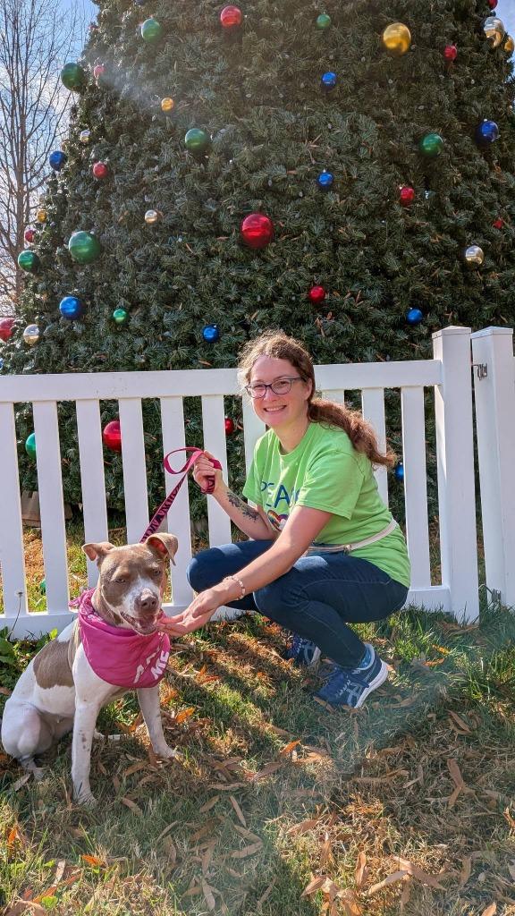 Enlarge Kennedy, a Adoptable mixed breed in Fort Mill, SC image 6/6