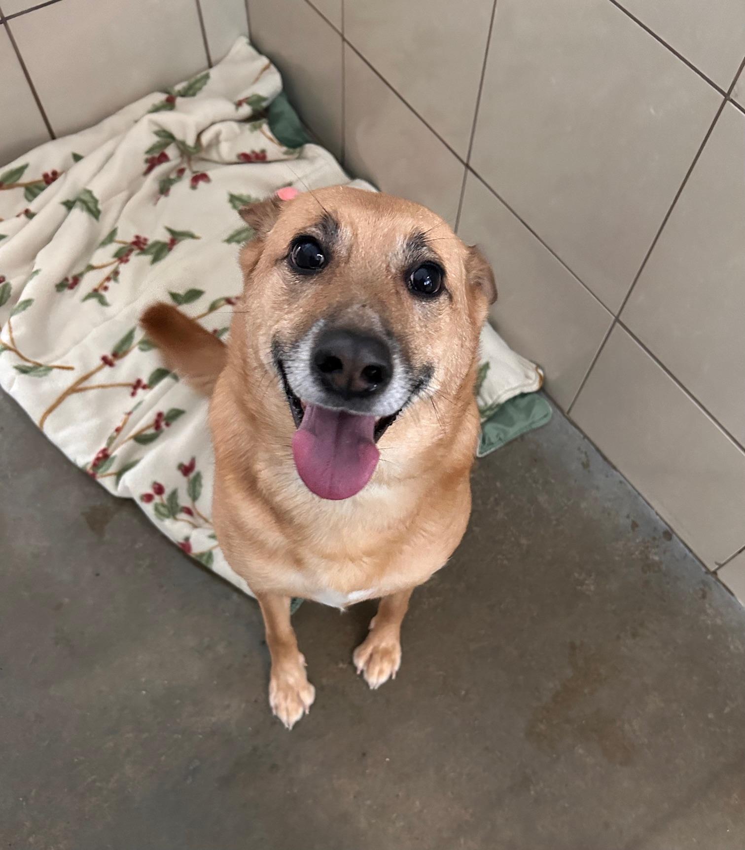 Enlarge Remmi, an adoptable mixed breed in Seneca, PA image 3/3