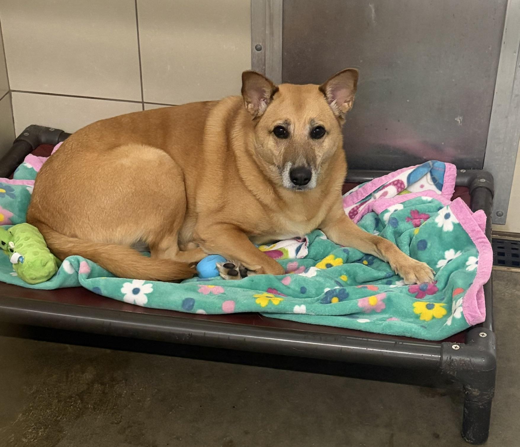Enlarge Remmi, an adoptable mixed breed in Seneca, PA image 1/3