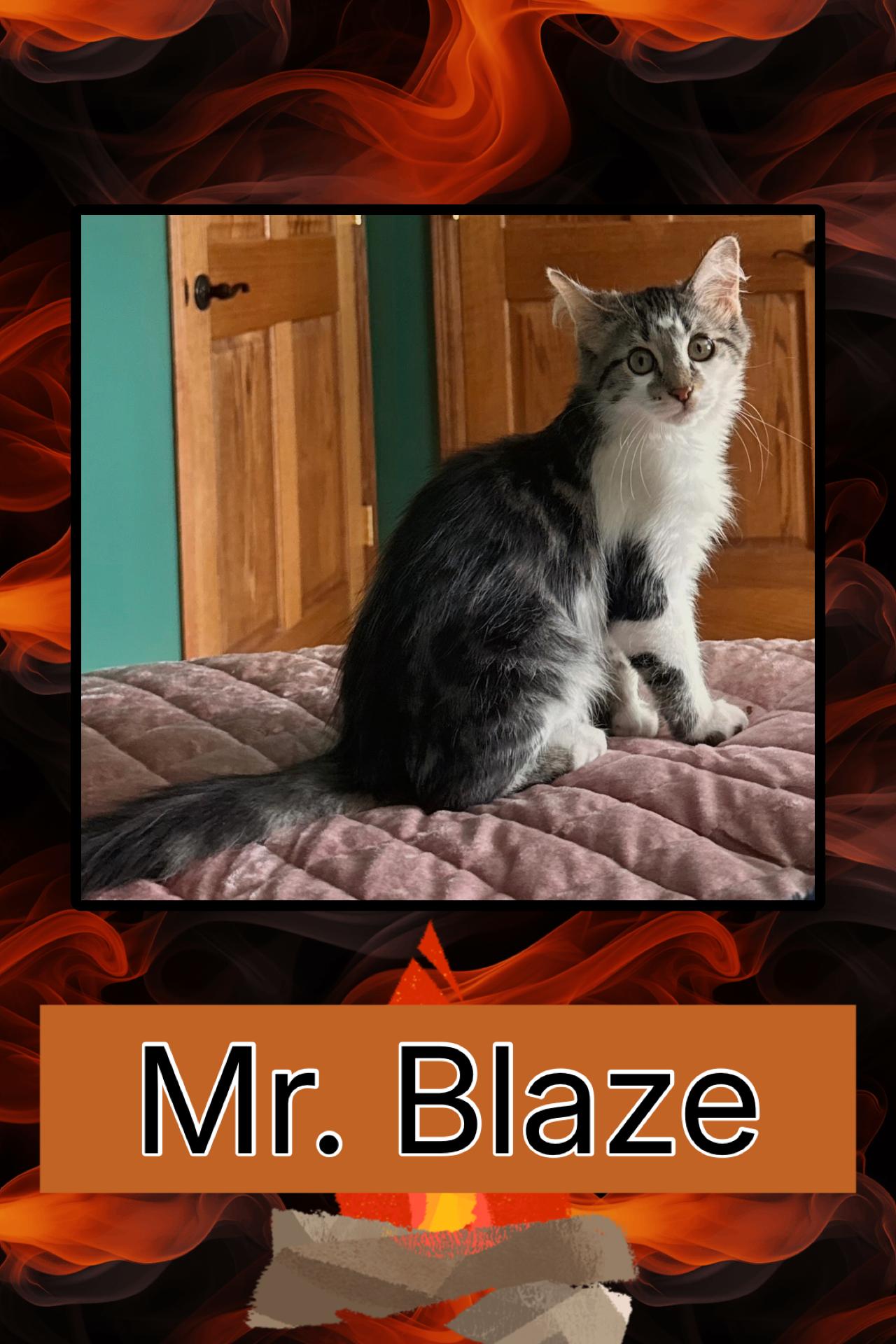 Blaze, Adoptable, Kitten Male Domestic Short Hair.