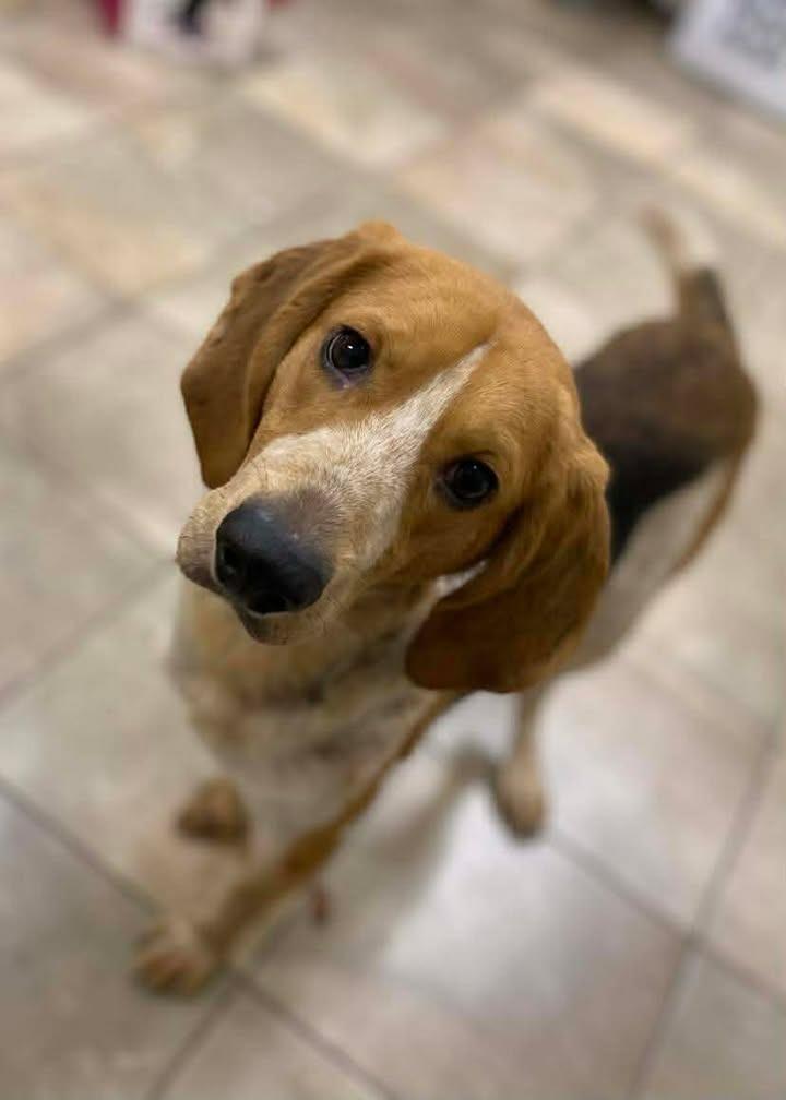 Hops, Adoptable, Young Male Mixed Breed.