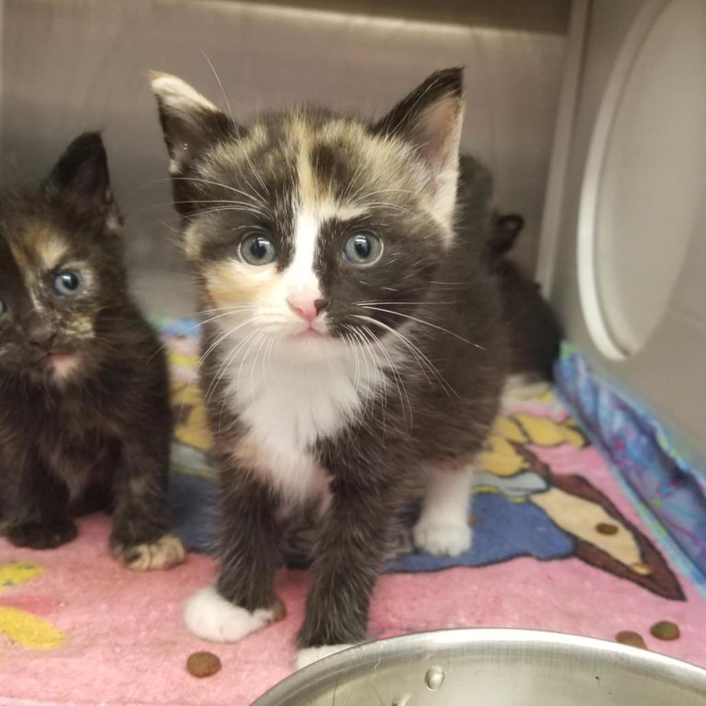 Dormouse, Adoptable, Kitten Female Domestic Short Hair.