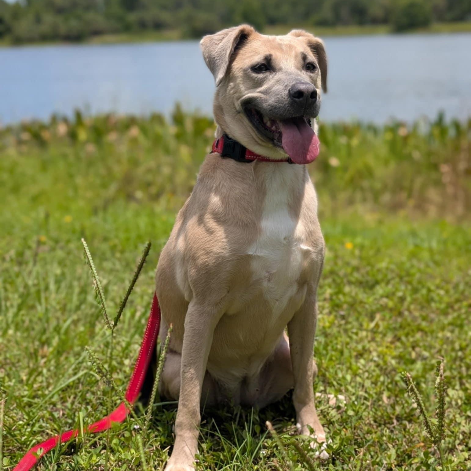IRIS - Needs a foster or adopter, Adoptable, Young Female Australian Cattle Dog / Blue Heeler.