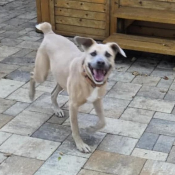 IRIS - Needs a foster or adopter, a Adoptable mixed breed in Largo, FL image 4/6