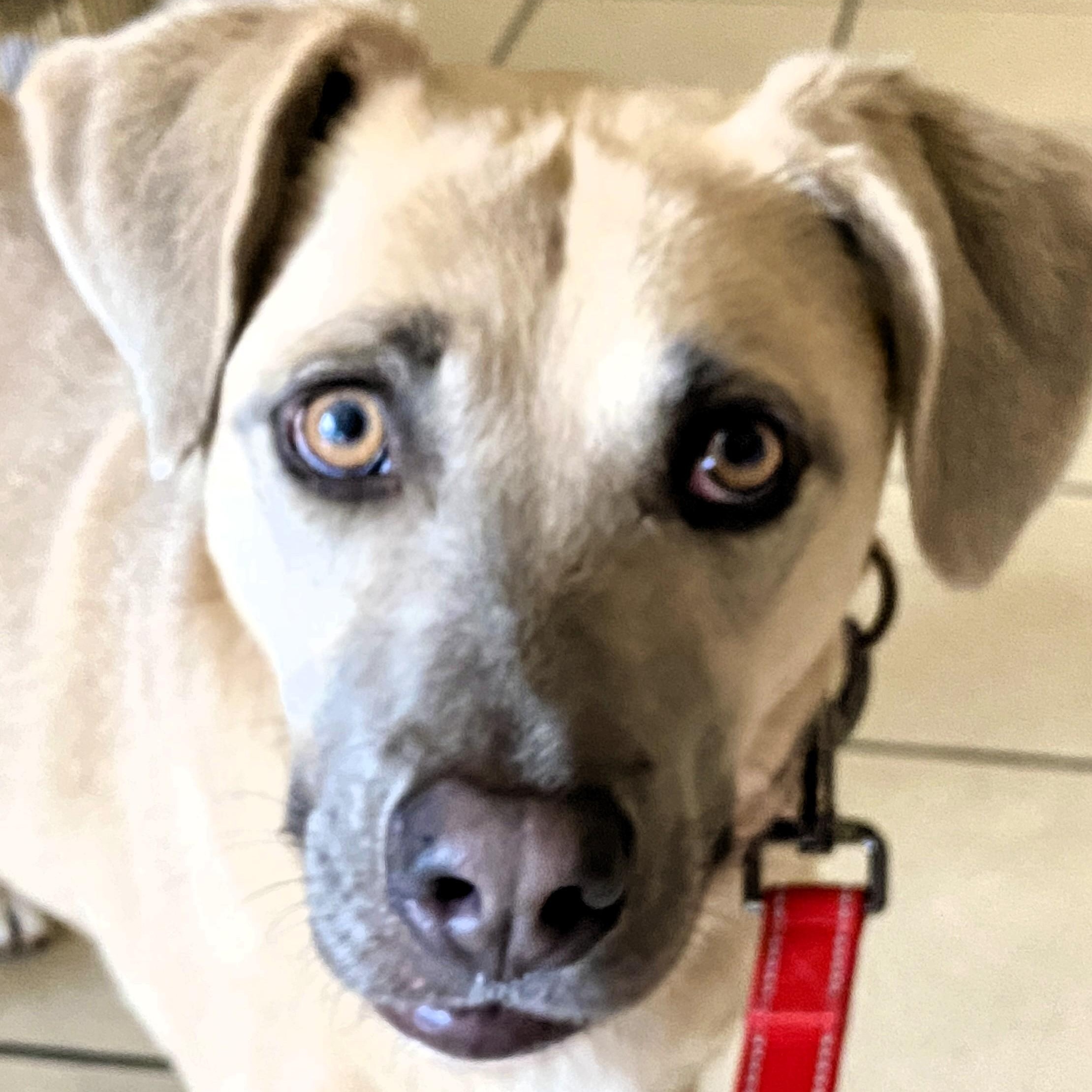 IRIS - Needs a foster or adopter, a Adoptable mixed breed in Largo, FL image 2/6