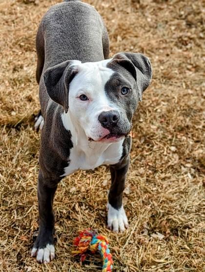 Enlarge Daisy, a ADOPTABLE mixed breed in Canon City, CO image 1/1