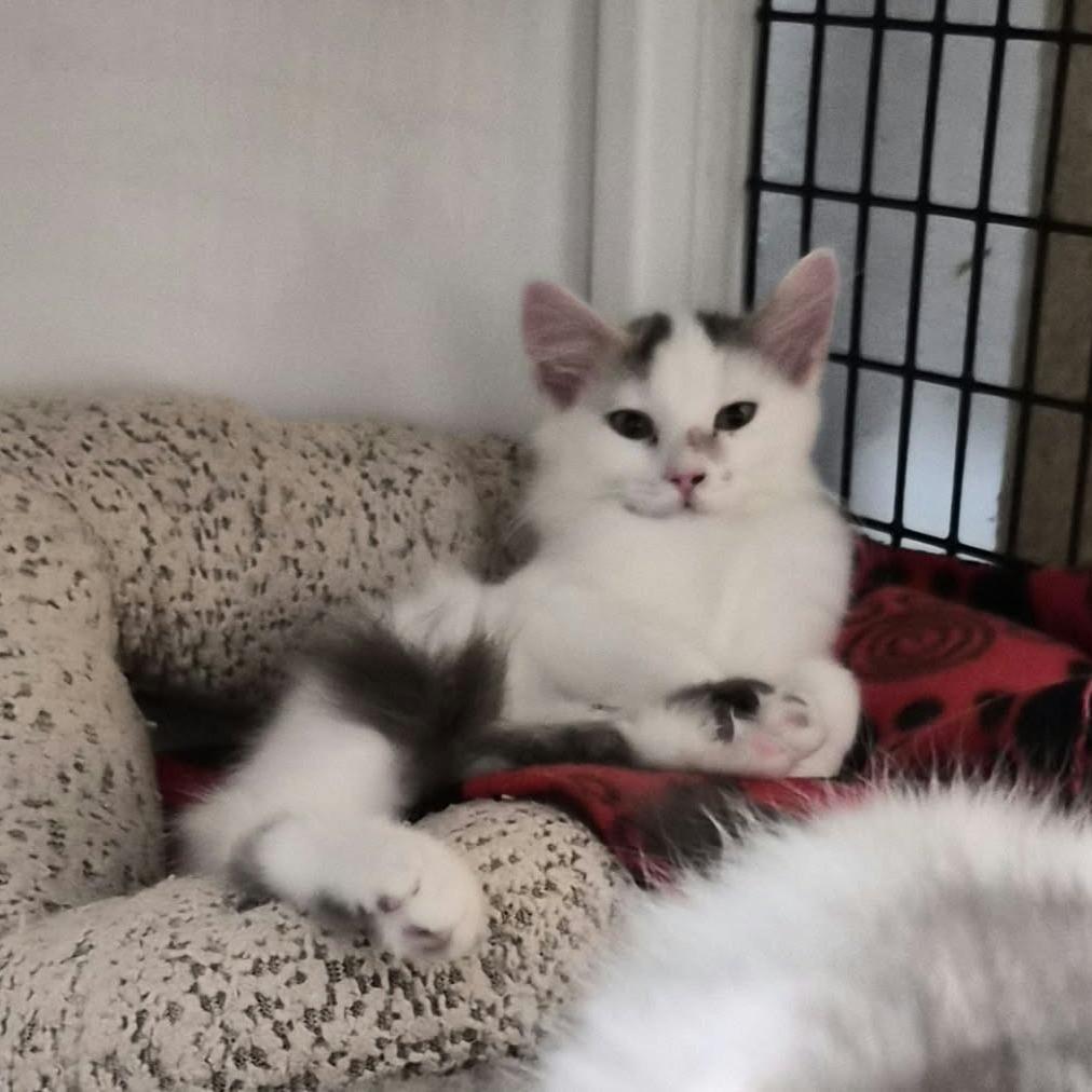 Calypso, Adoptable, Kitten Female Domestic Medium Hair.