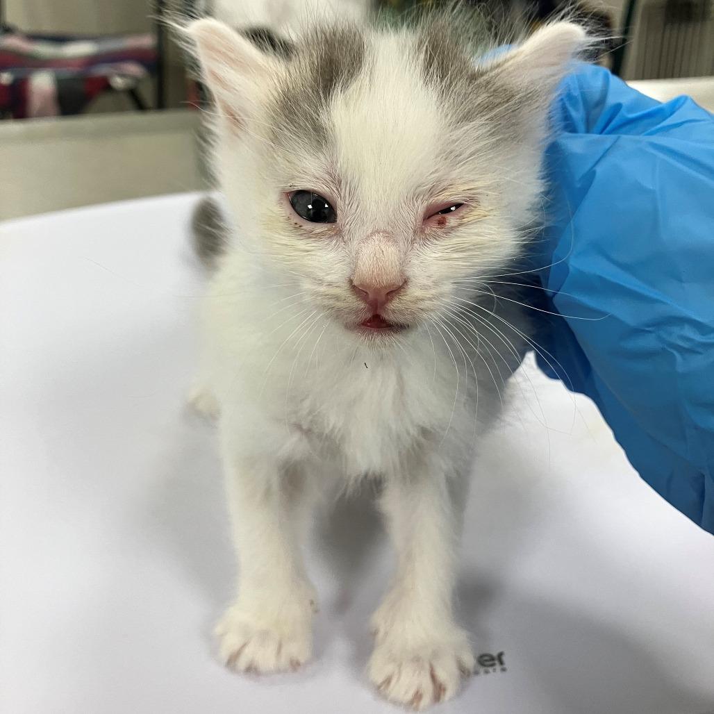 Enlarge Calypso, a Adoptable Domestic Medium Hair in Las Cruces, NM image 3/3