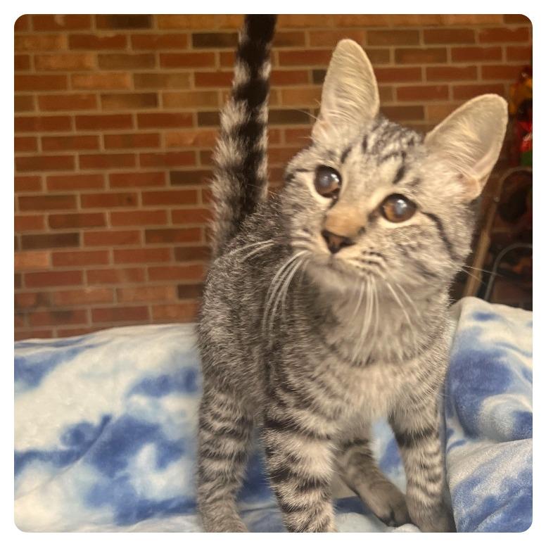 Patty, Adoptable, Adult Female Domestic Short Hair.