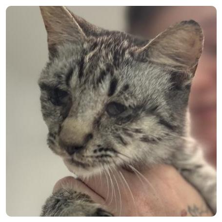 Enlarge Patty, a Adoptable Domestic Short Hair in Wiggins, MS image 2/3