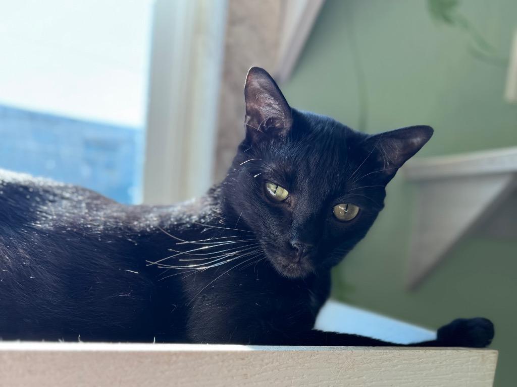 Travis, Adoptable, Young Male Domestic Short Hair.