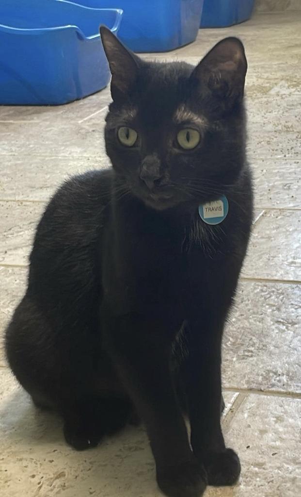 Travis, Adoptable, Young Male Domestic Short Hair.