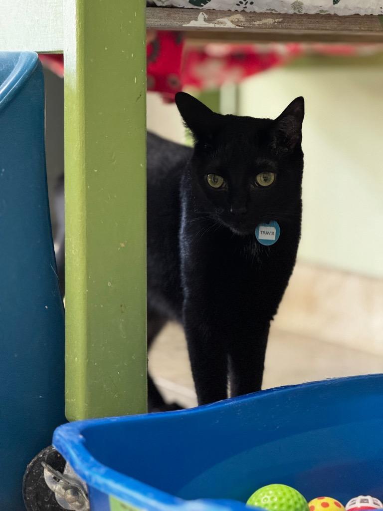 Enlarge Travis, a Adoptable mixed breed in Hot Springs, AR image 3/3