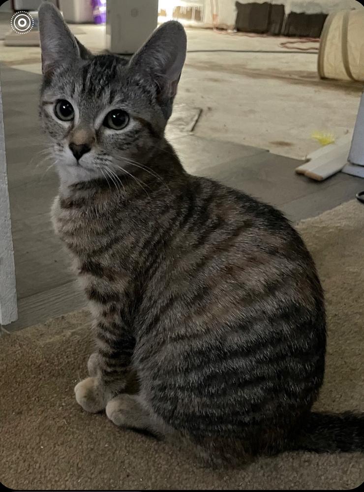 Macy (Washington St Litter), Adoptable, Adult Female Domestic Short Hair.