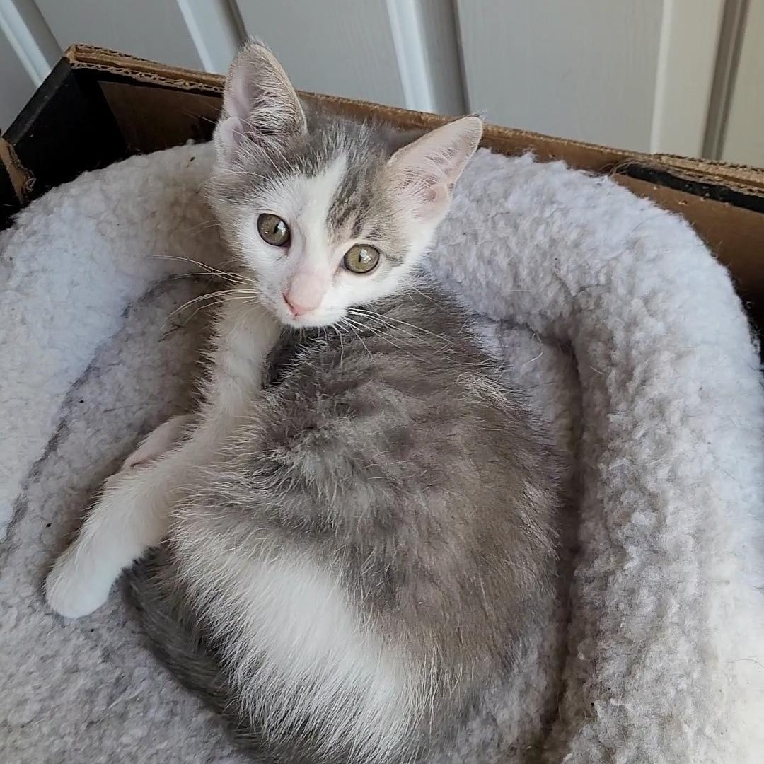 DARLA
