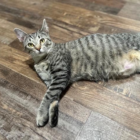 Enlarge Clutch, a Adoptable Domestic Short Hair image 1/1