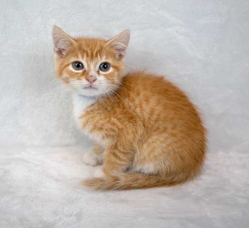 Pinto, an adopted Domestic Short Hair in Kennesaw, GA image 2/6