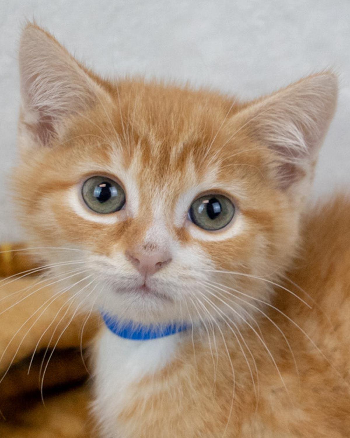 Pinto, an adopted Domestic Short Hair in Kennesaw, GA image 1/6