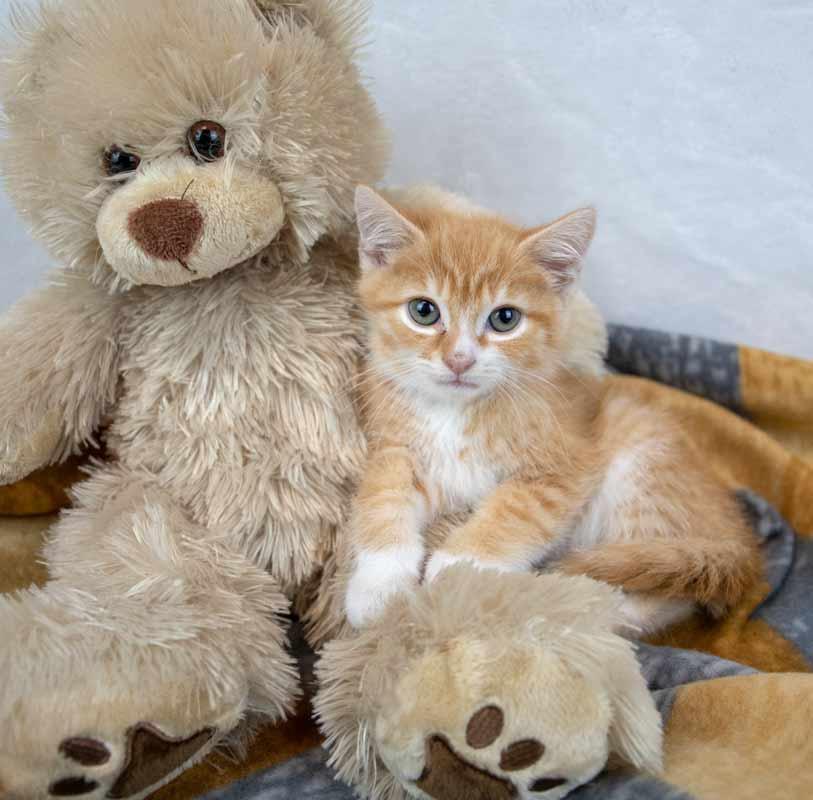 Pinto, an adopted Domestic Short Hair in Kennesaw, GA image 3/6