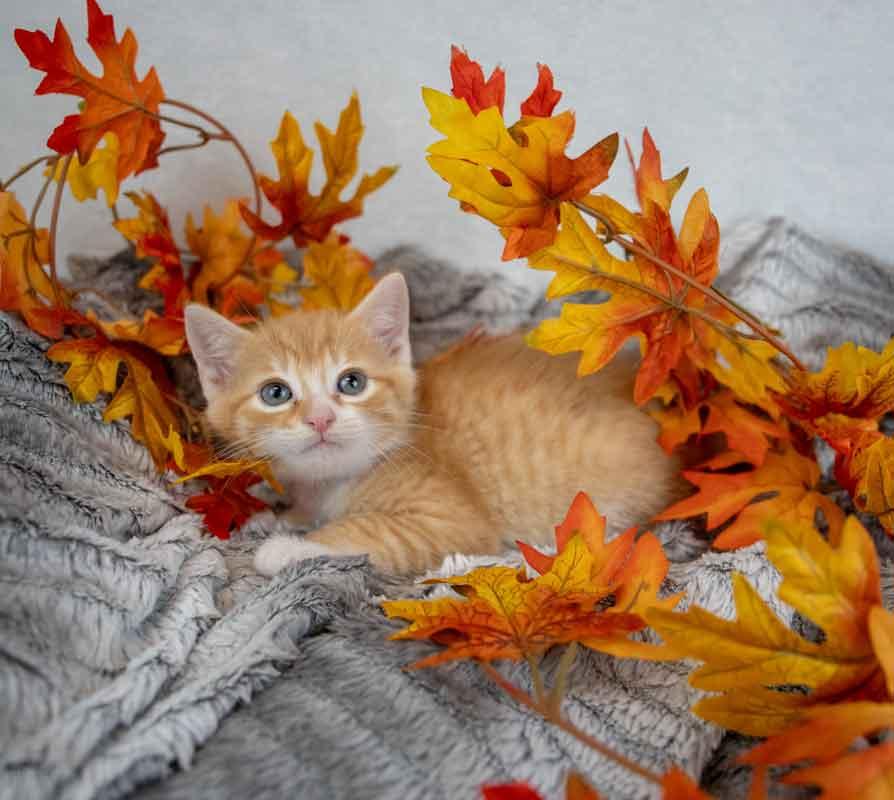 Pinto, an adopted Domestic Short Hair in Kennesaw, GA image 4/6