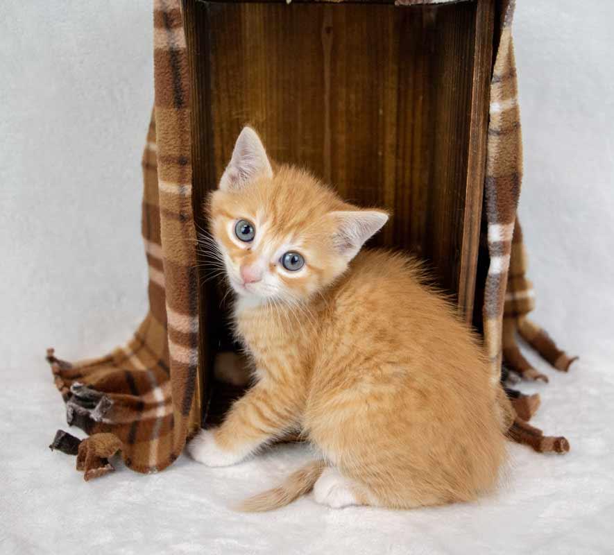 Pinto, an adopted Domestic Short Hair in Kennesaw, GA image 5/6