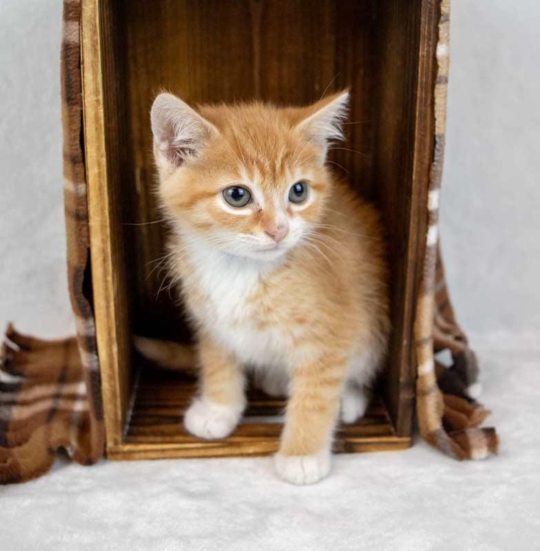 Pinto, an adopted Domestic Short Hair in Kennesaw, GA image 6/6