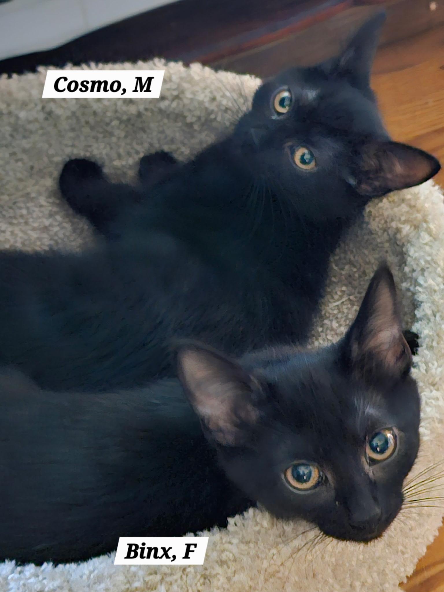 Enlarge Cosmos, a Adoptable mixed breed in Succasunna, NJ image 1/2