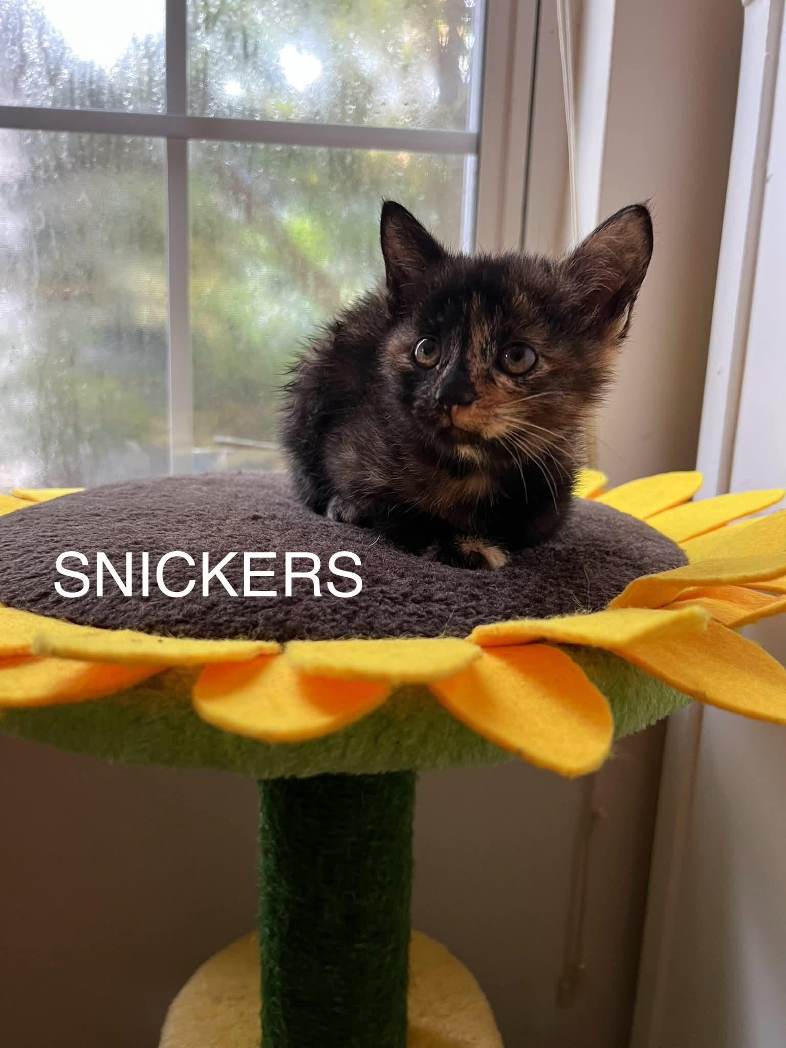 Enlarge Snickers, a Adopted Domestic Short Hair in Conway, SC image 1/1