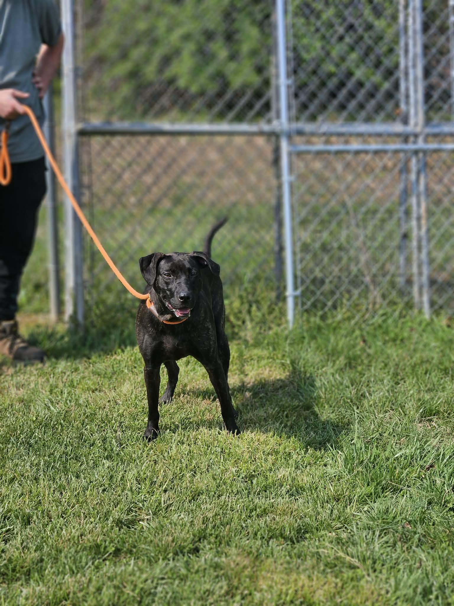 Enlarge Roxie, a ADOPTABLE Mixed Breed in Franklin, KY image 5/6