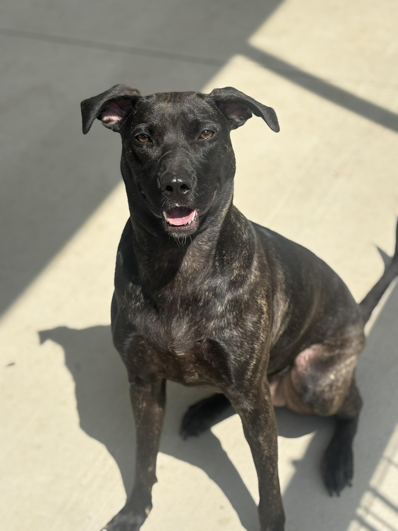 Enlarge Roxie, a ADOPTABLE Mixed Breed in Franklin, KY image 4/6