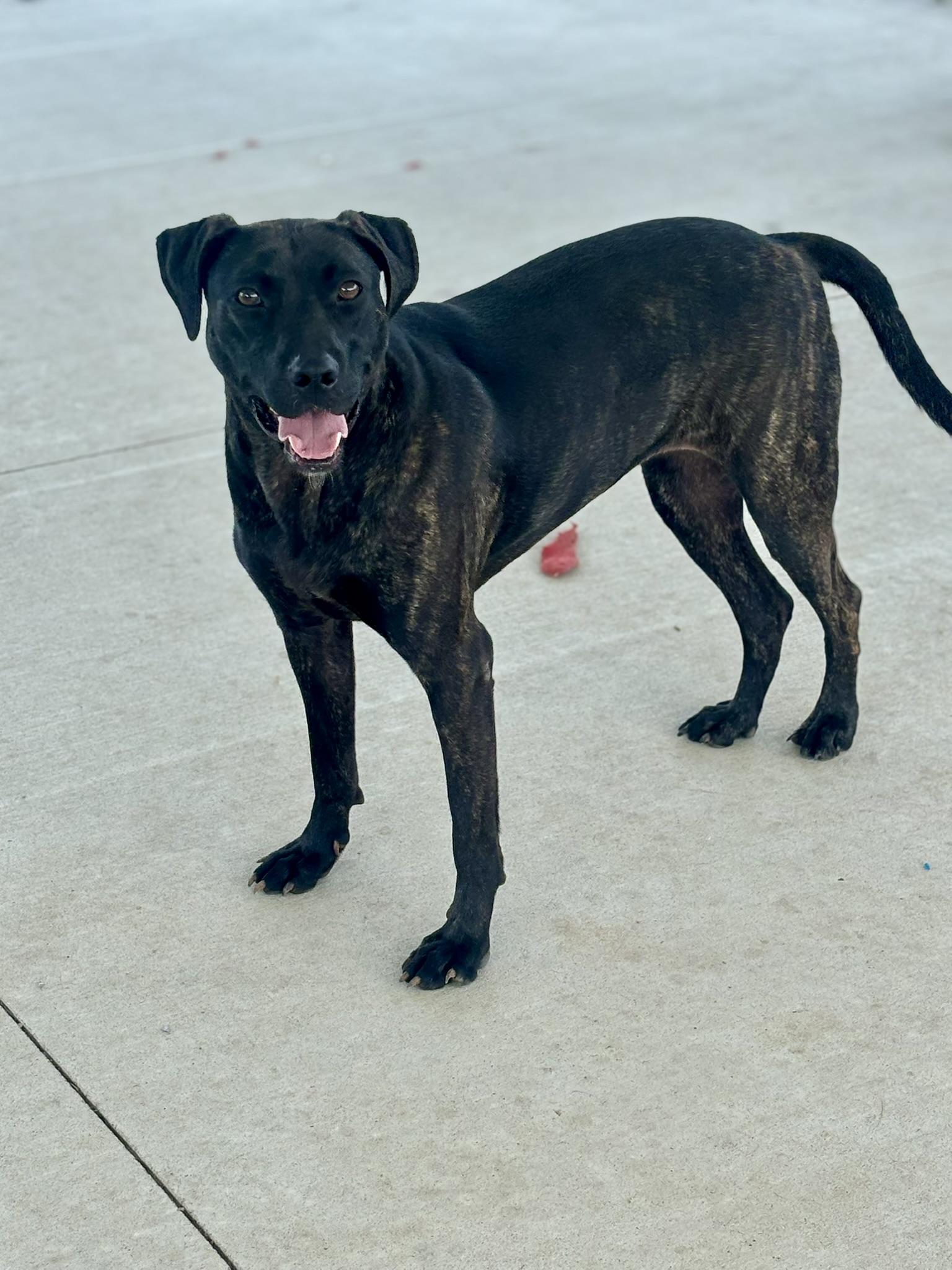 Roxie, ADOPTABLE, Young Female Mixed Breed.