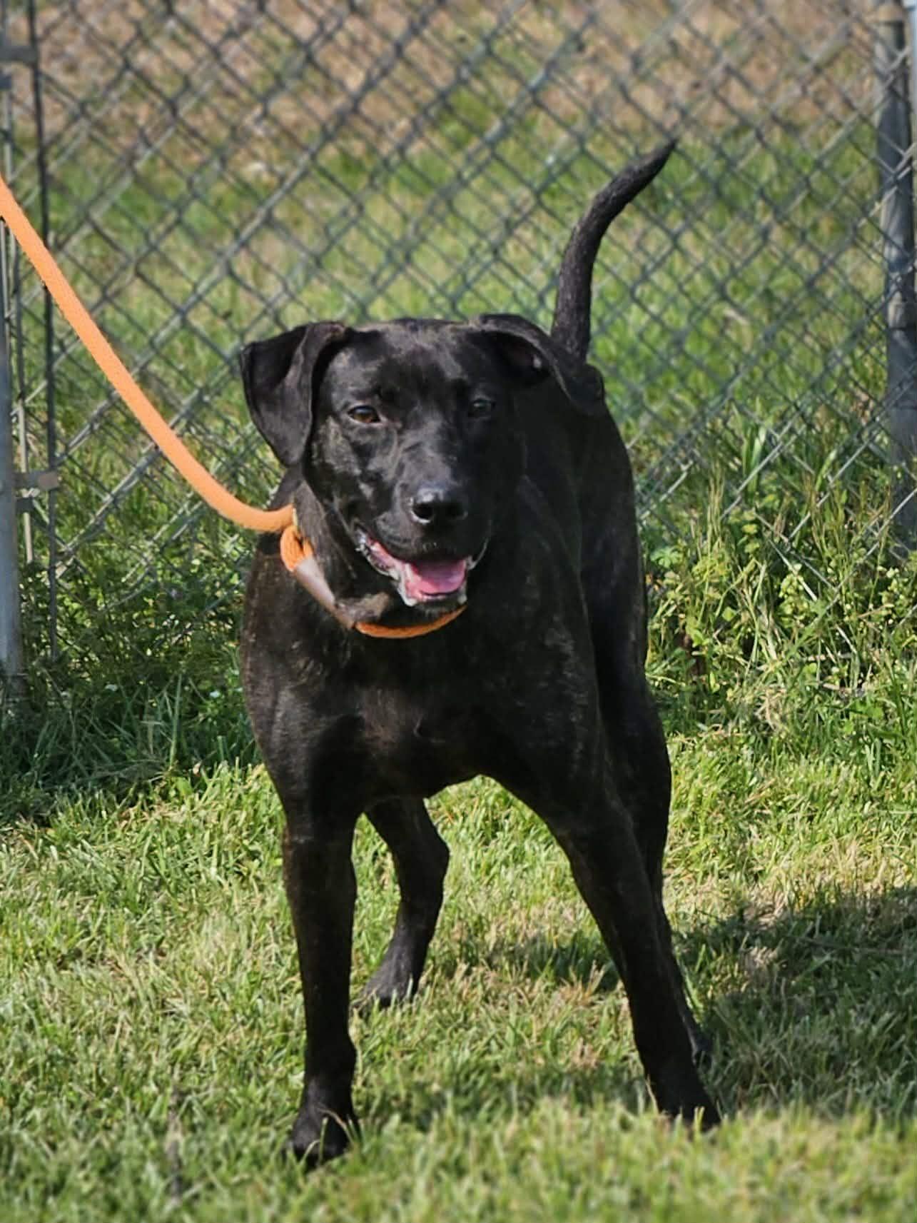 Enlarge Roxie, a ADOPTABLE Mixed Breed in Franklin, KY image 6/6