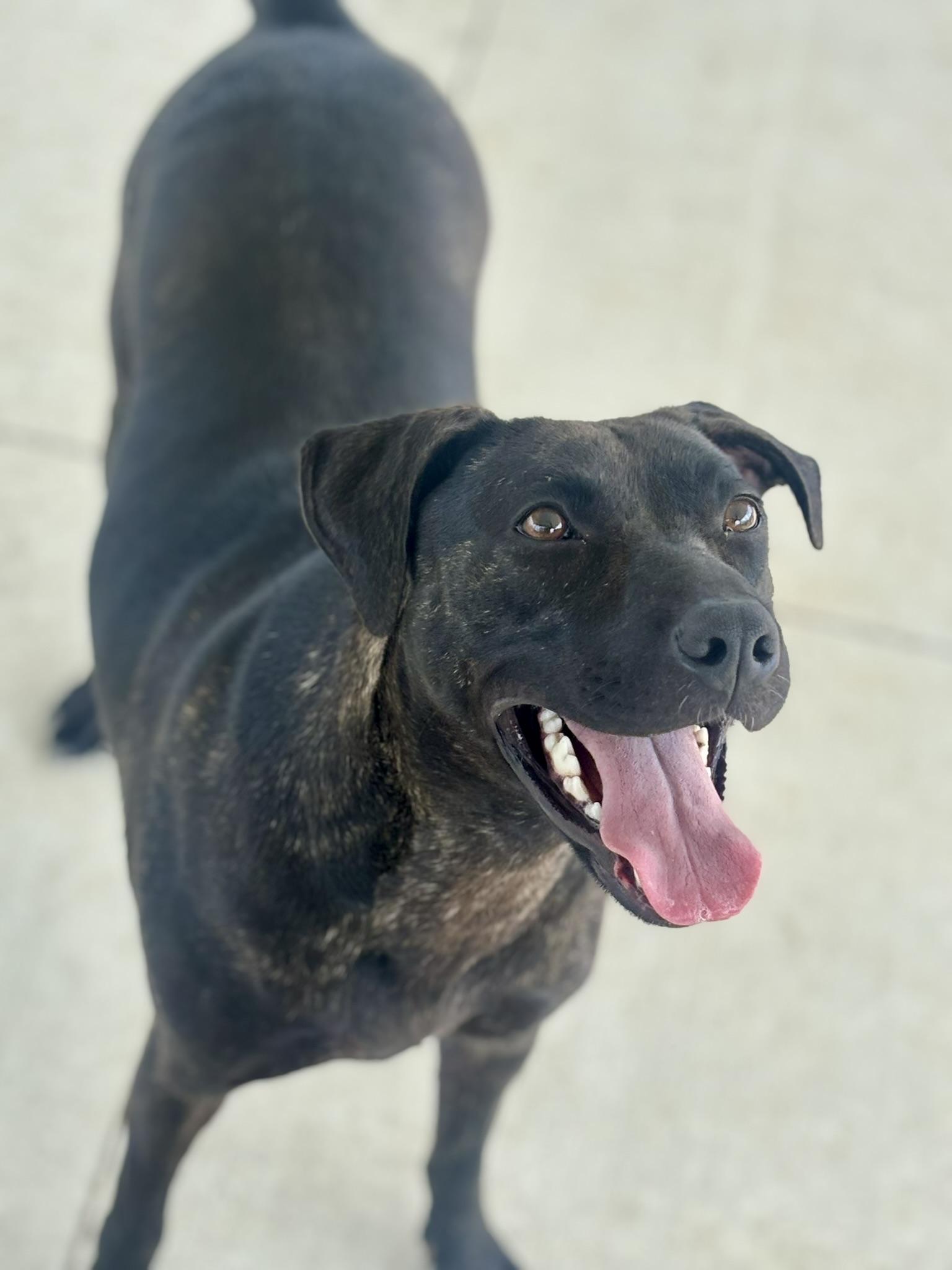 Enlarge Roxie, a ADOPTABLE Mixed Breed in Franklin, KY image 2/6