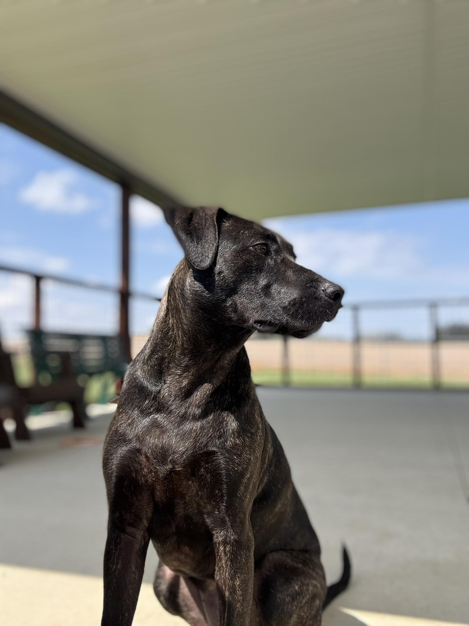 Enlarge Roxie, a ADOPTABLE Mixed Breed in Franklin, KY image 3/6