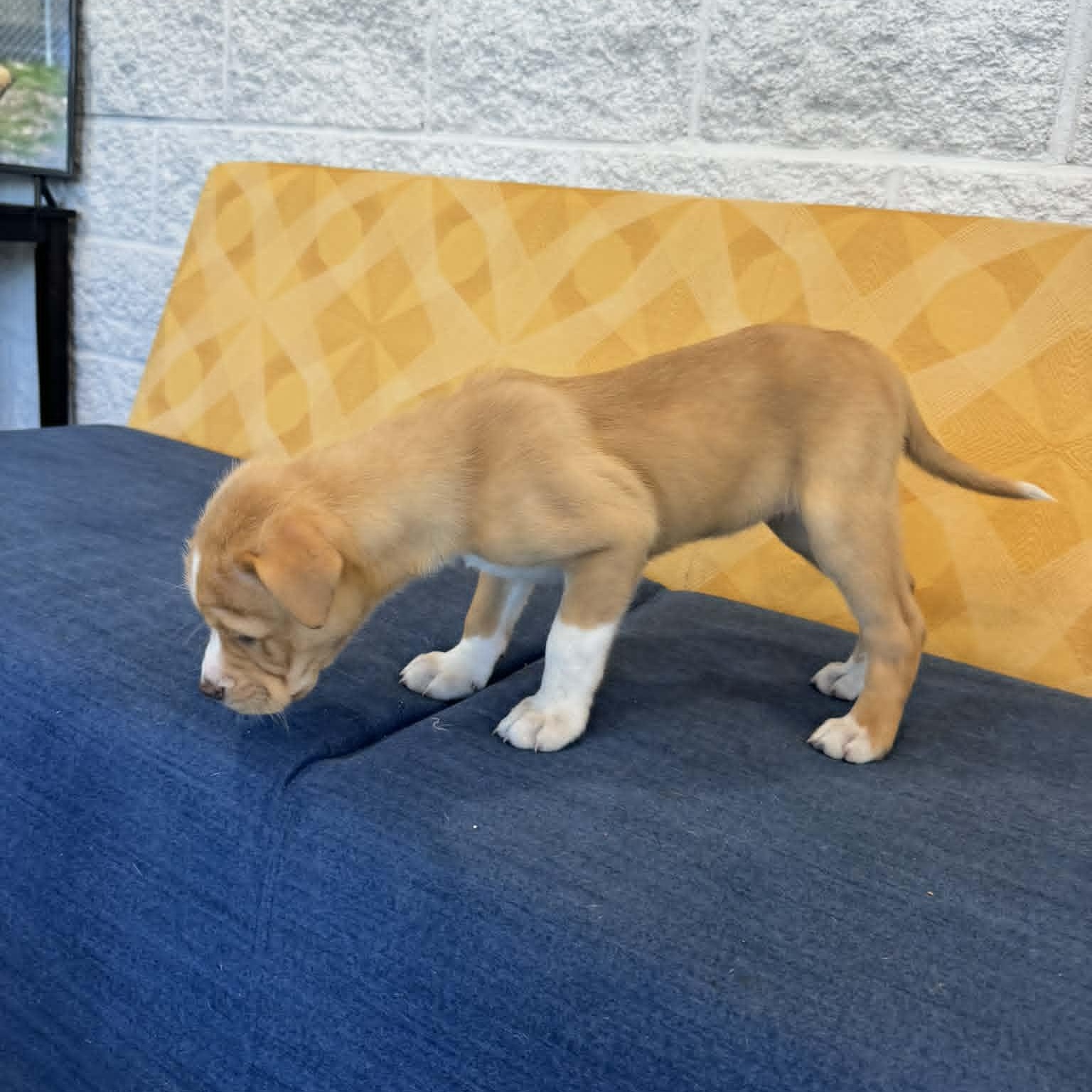 Enlarge Alexandria, an adopted mixed breed in Danbury, CT image 6/6