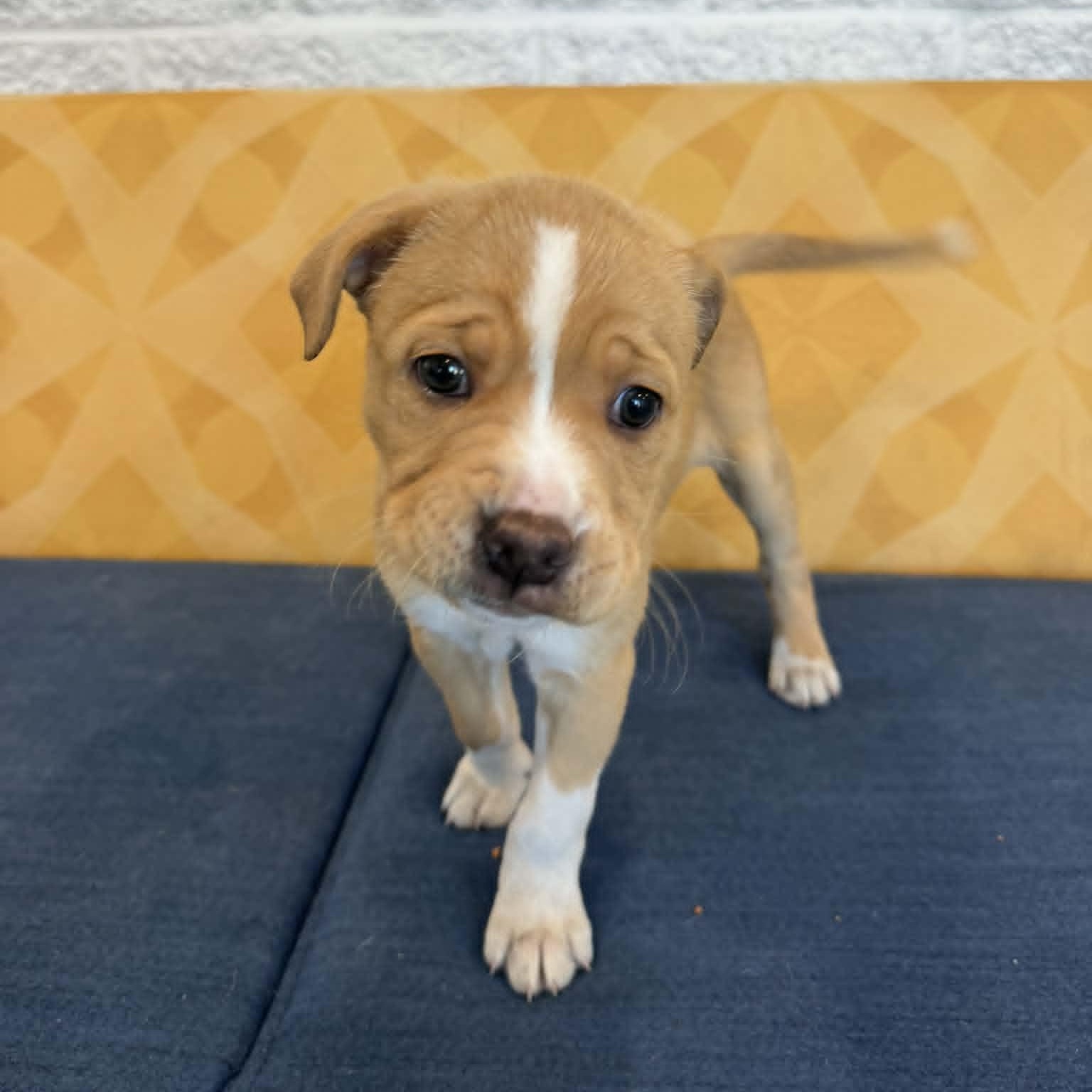 Enlarge Alexandria, an adopted mixed breed in Danbury, CT image 2/6