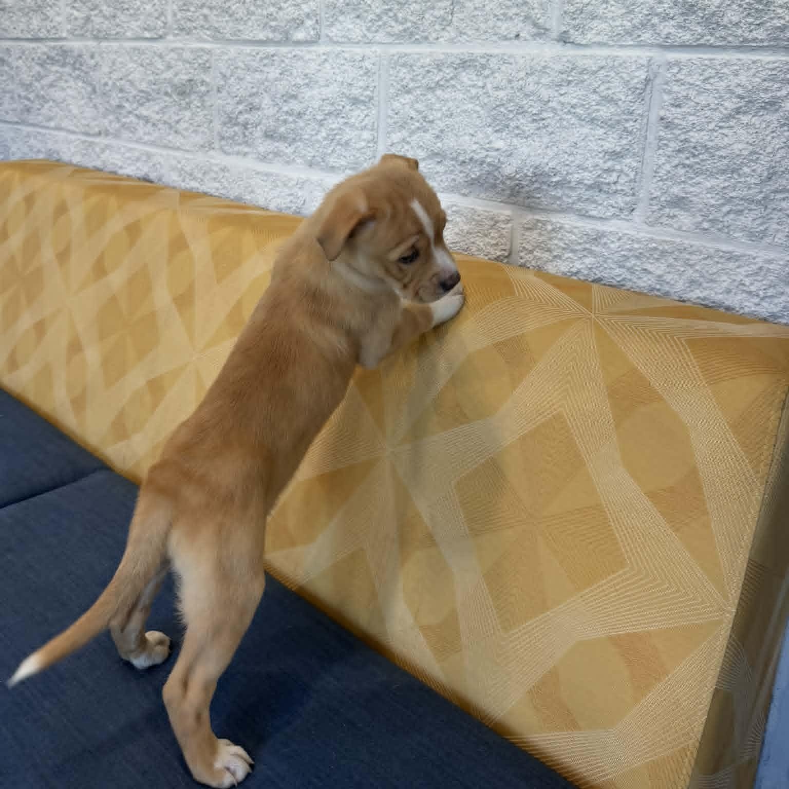 Enlarge Alexandria, an adopted mixed breed in Danbury, CT image 4/6