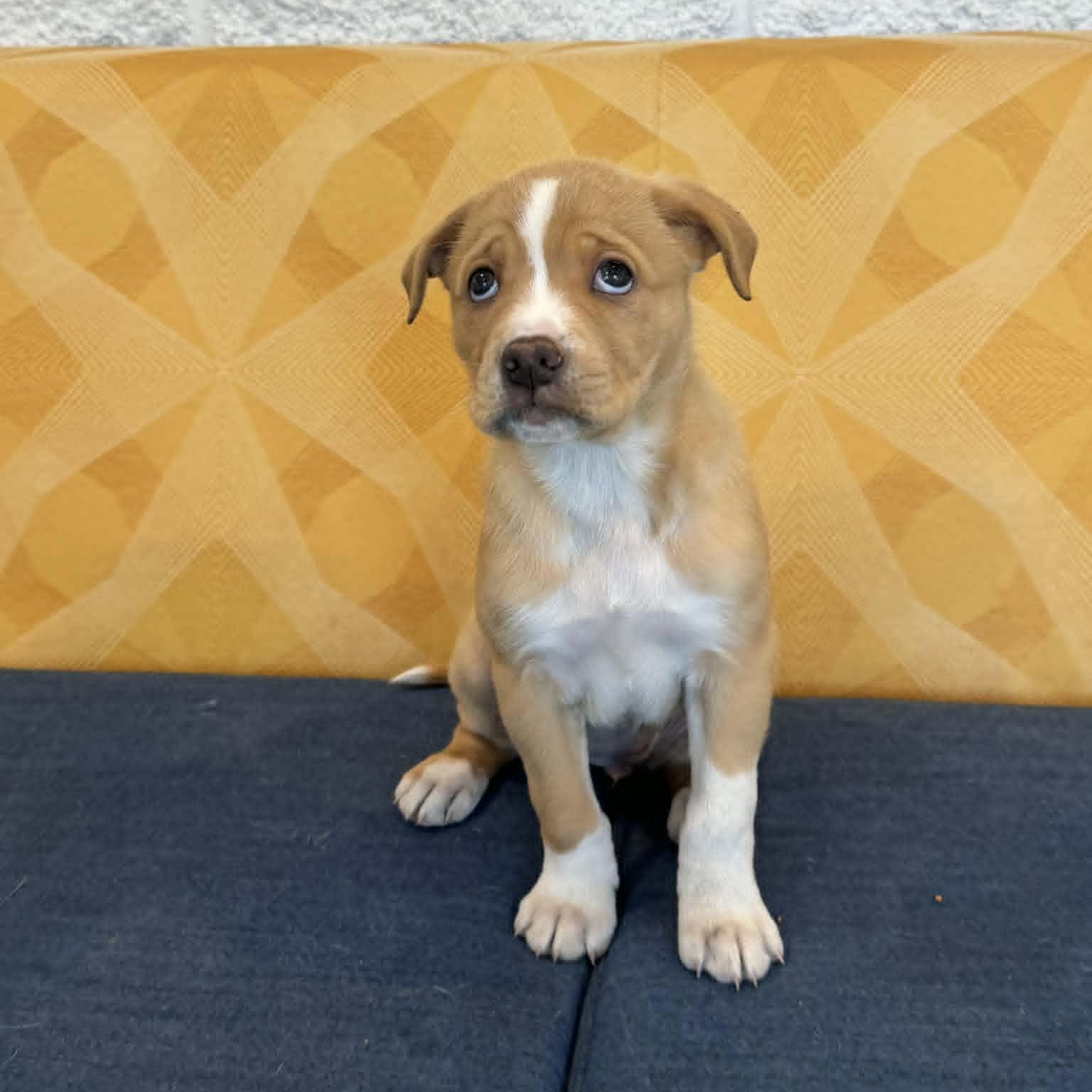 Enlarge Alexandria, an adopted mixed breed in Danbury, CT image 5/6