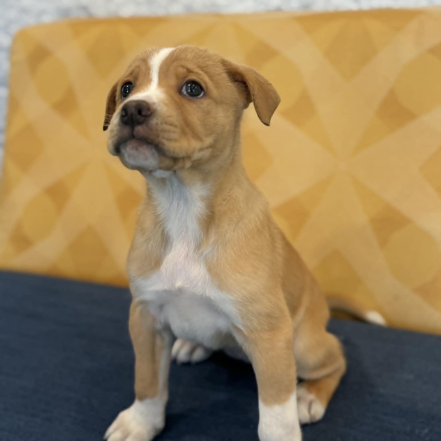 Enlarge Alexandria, an adopted mixed breed in Danbury, CT image 3/6