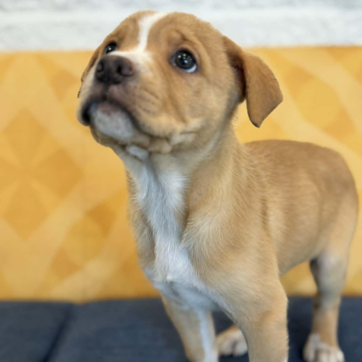 Enlarge Alexandria, an adopted mixed breed in Danbury, CT image 1/6