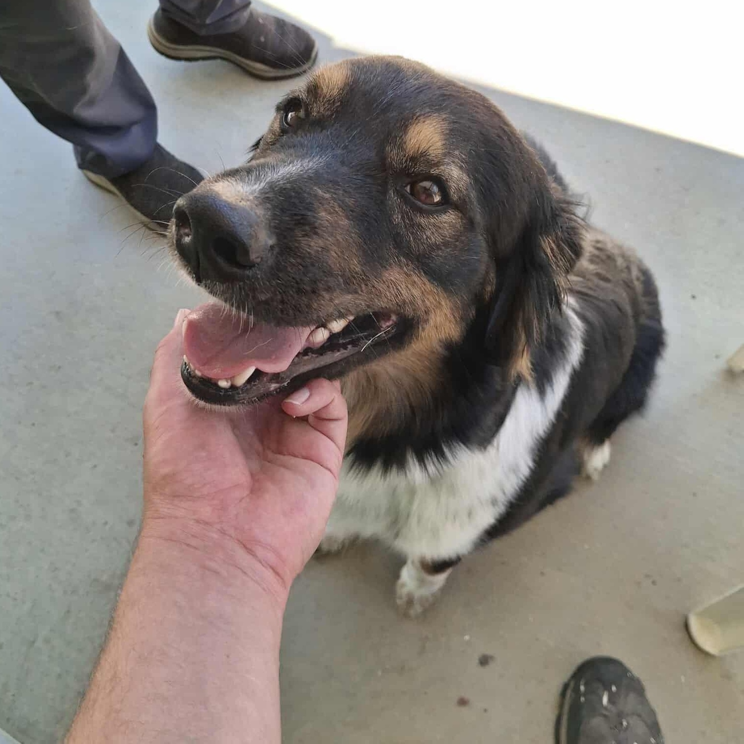 Jack, an adoptable Australian Shepherd in Weaverville, CA, 96093 | Photo Image 1