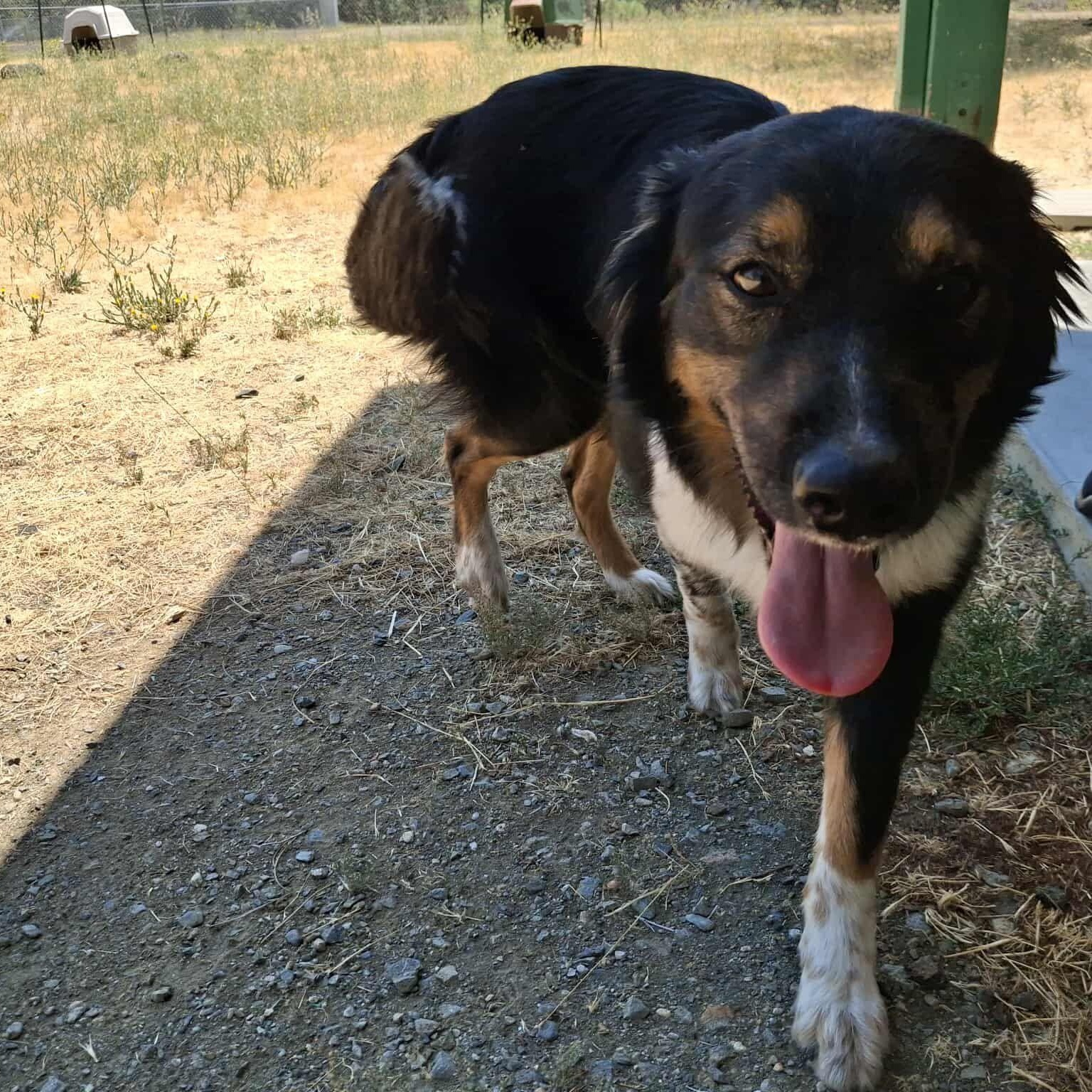 Jack, an adoptable Australian Shepherd in Weaverville, CA, 96093 | Photo Image 3