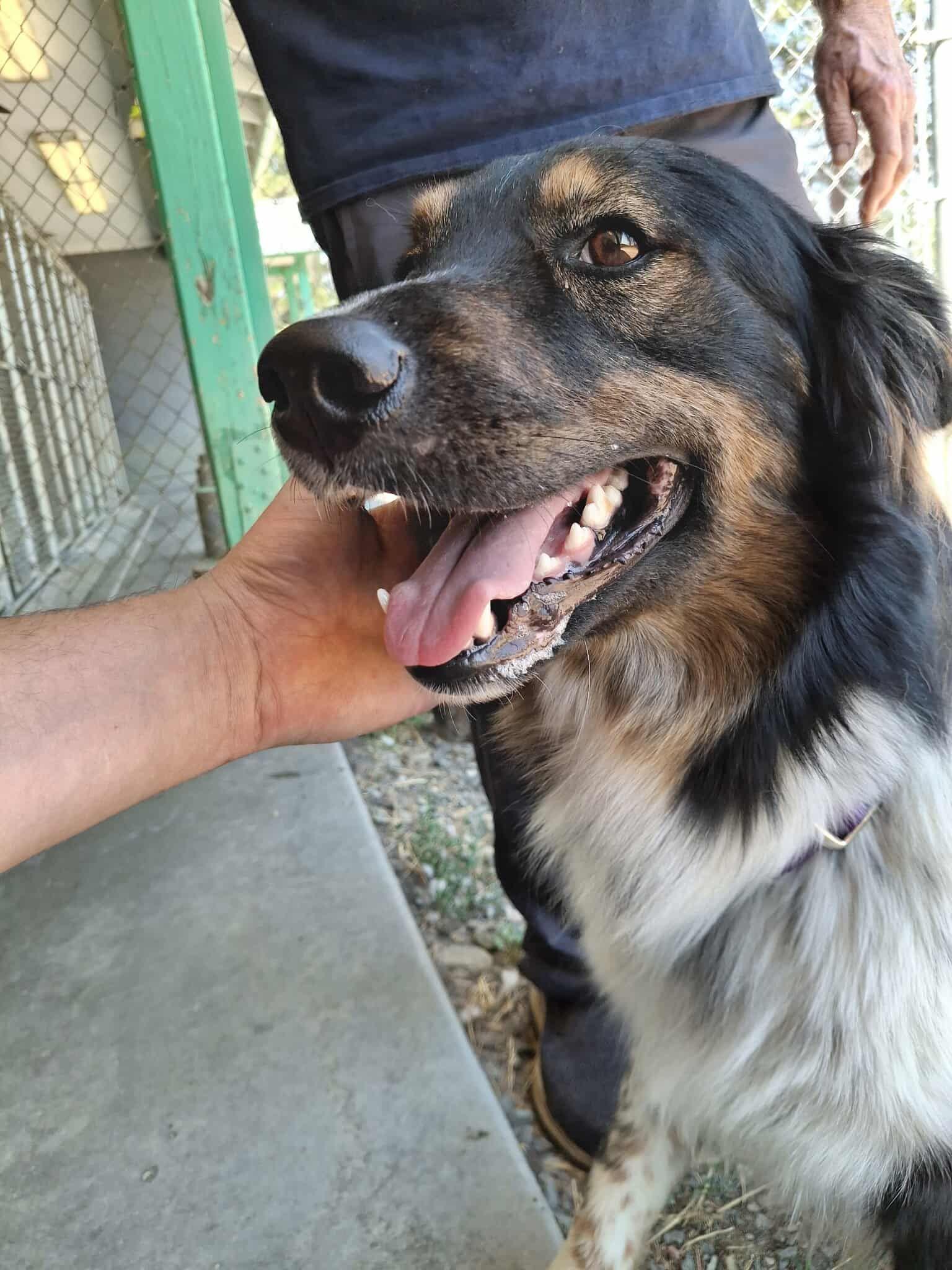 Jack, an adoptable Australian Shepherd in Weaverville, CA, 96093 | Photo Image 2