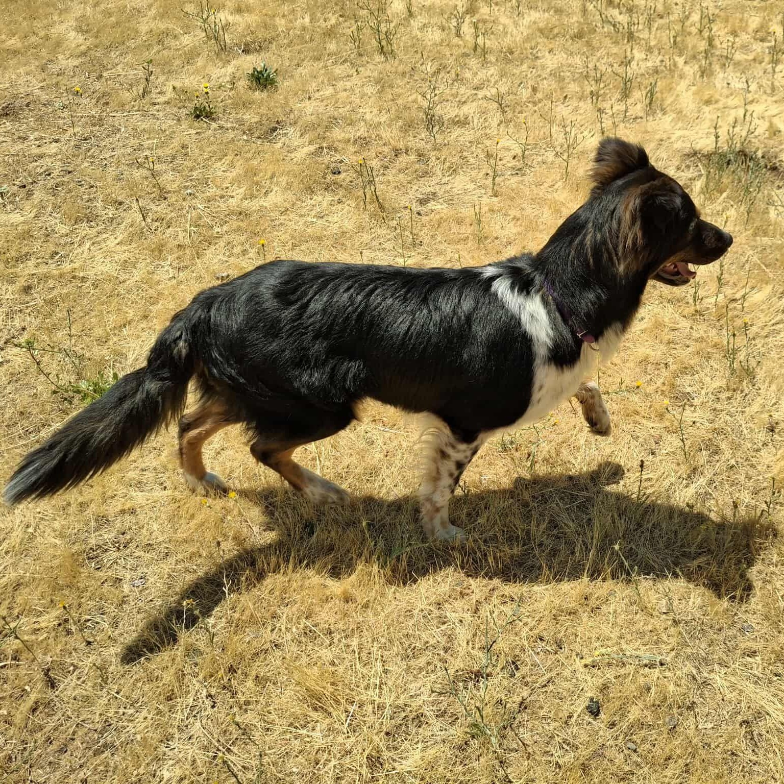 Jack, an adoptable Australian Shepherd in Weaverville, CA, 96093 | Photo Image 4