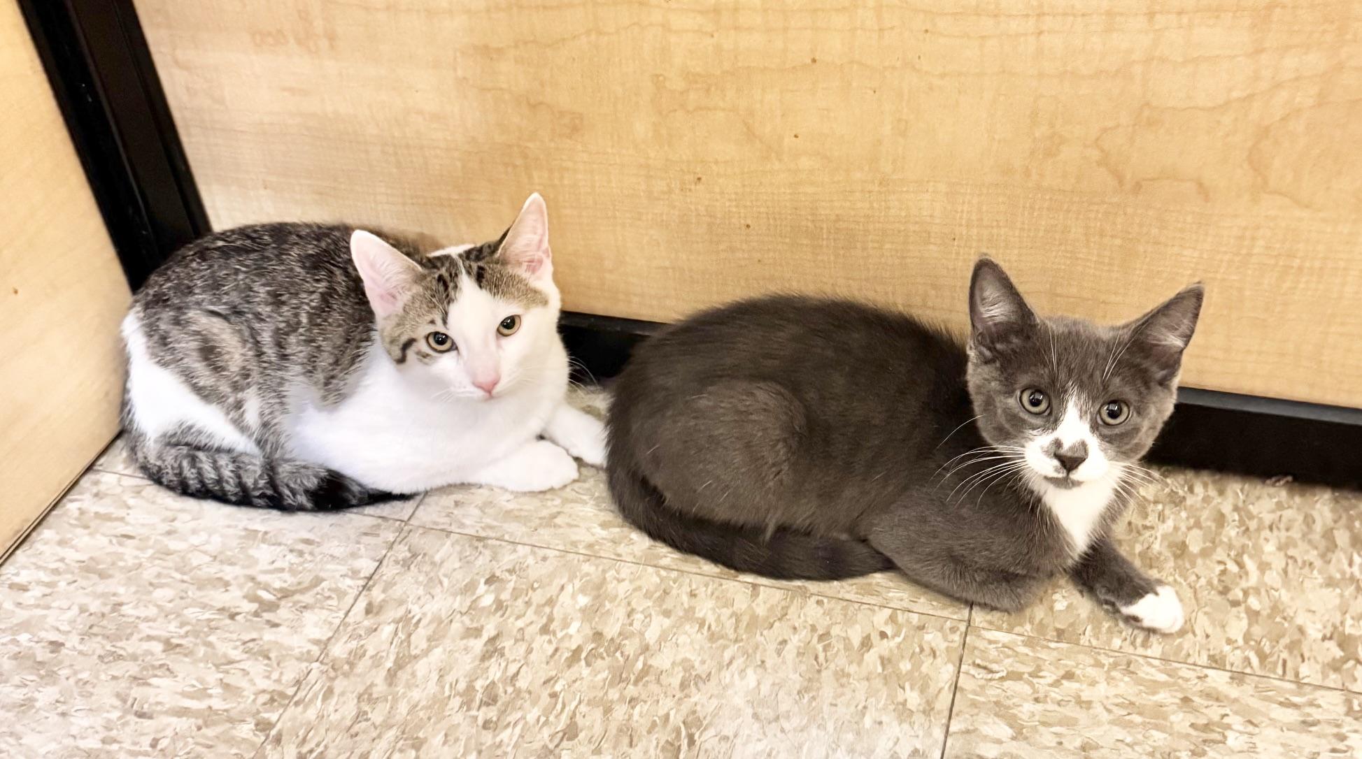 Enlarge Phin, a ADOPTABLE Domestic Short Hair in Springfield, PA image 6/6