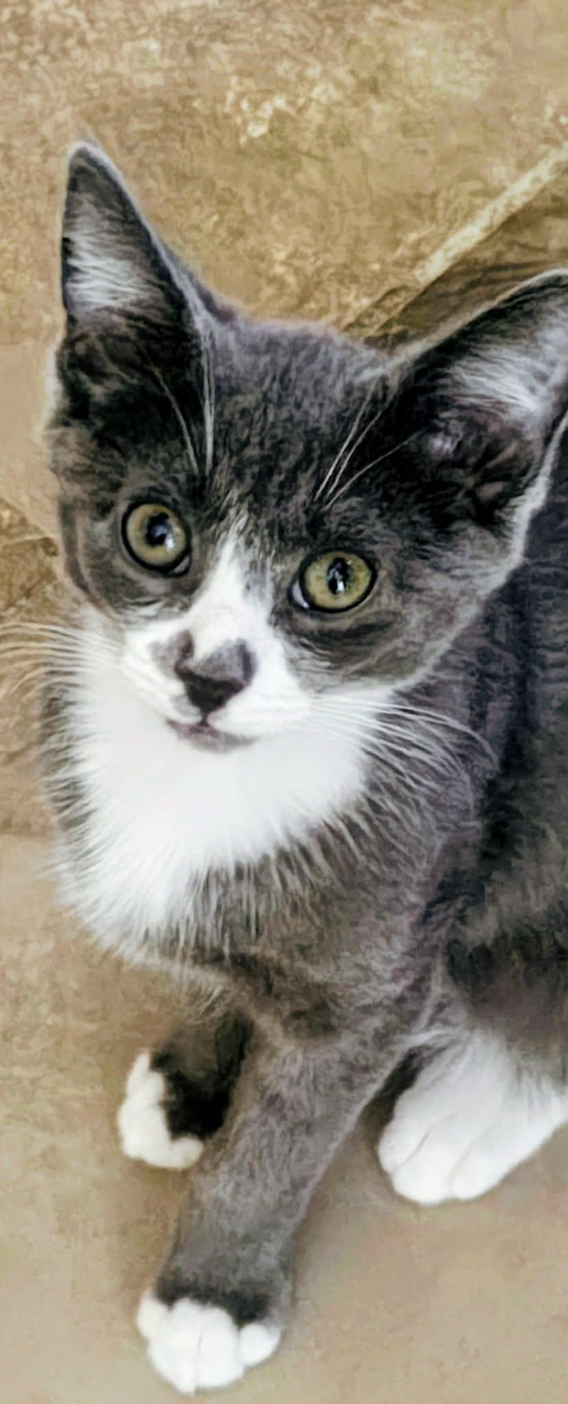 Enlarge Phin, a ADOPTABLE Domestic Short Hair in Springfield, PA image 5/6