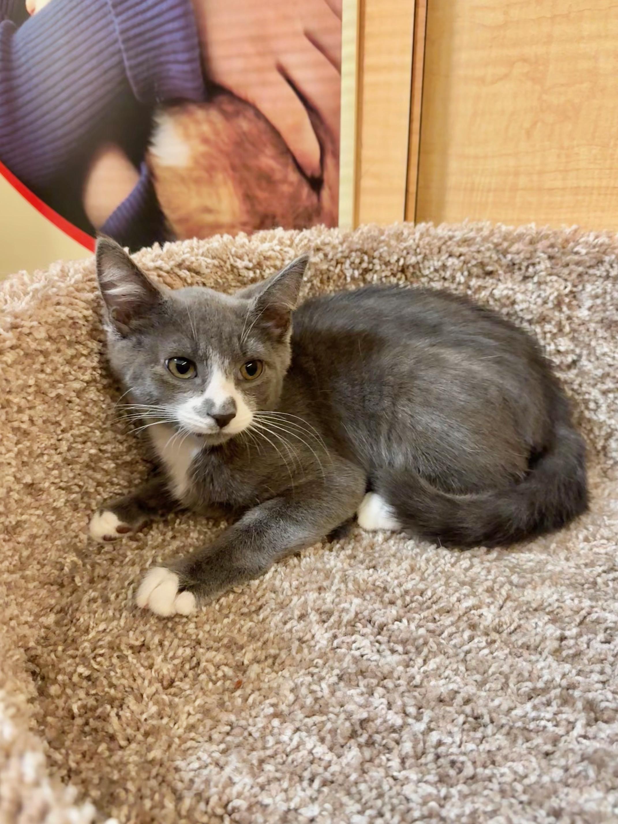 Enlarge Phin, a ADOPTABLE Domestic Short Hair in Springfield, PA image 2/6